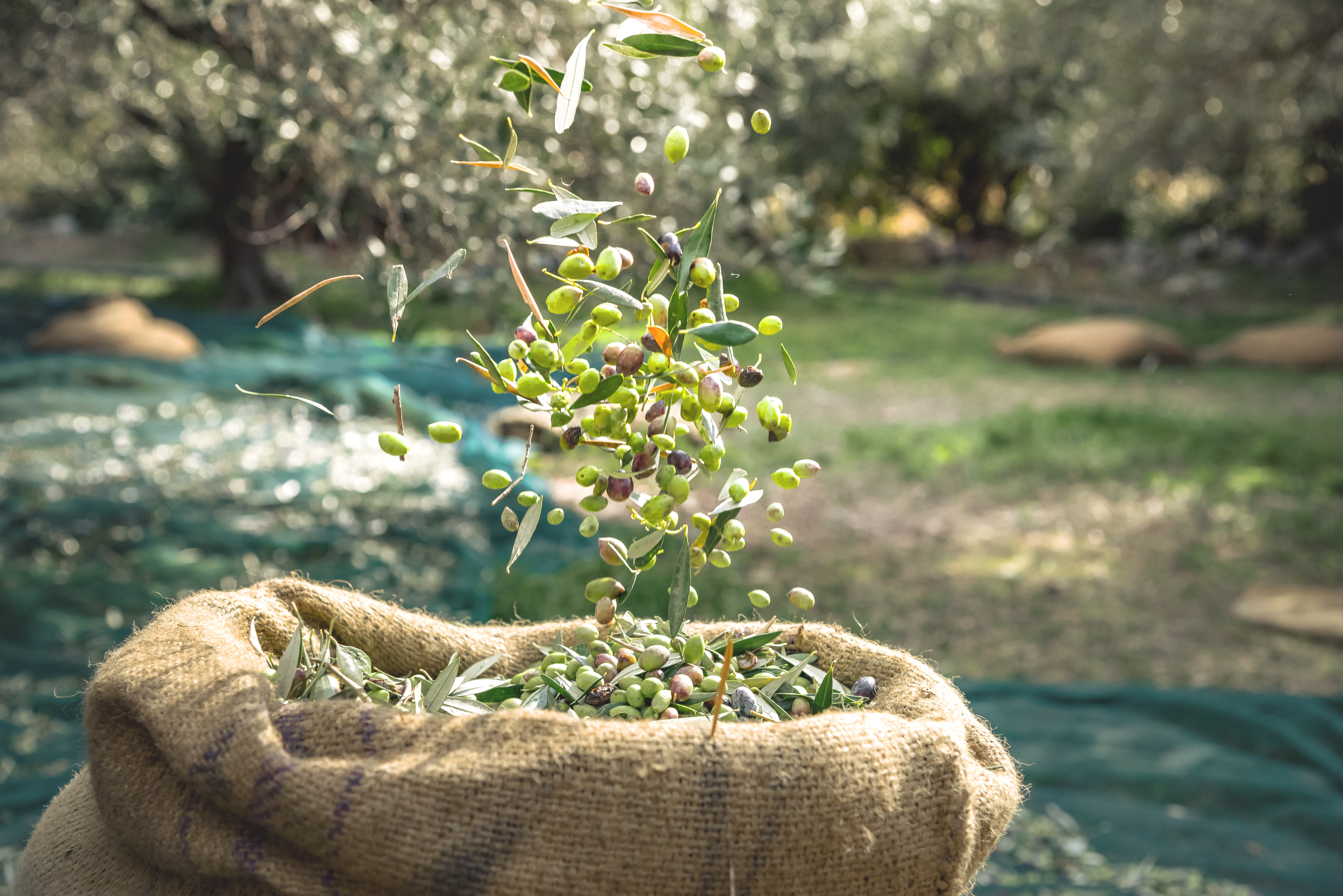 Zeytin ve zeytinyağı ihracatında hedef 1,5 milyar dolar 