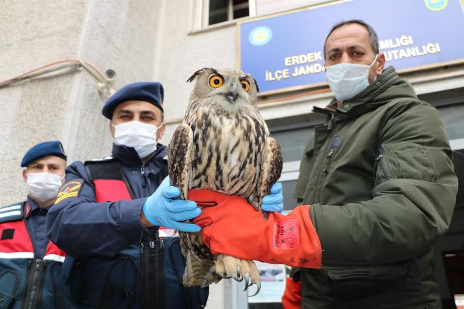 Paşalimanı’nda bitkin durumda Puhu Kuşu bulundu