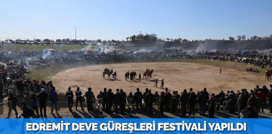 EDREMİT DEVE GÜREŞLERİ FESTİVALİ YAPILDI