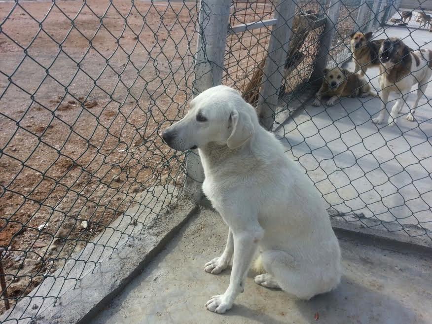 Yeni hayvan hakları yasası gün sayıyor