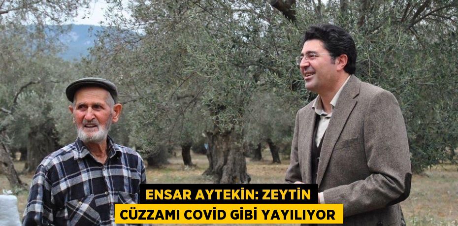 ENSAR AYTEKİN: ZEYTİN CÜZZAMI COVİD GİBİ YAYILIYOR