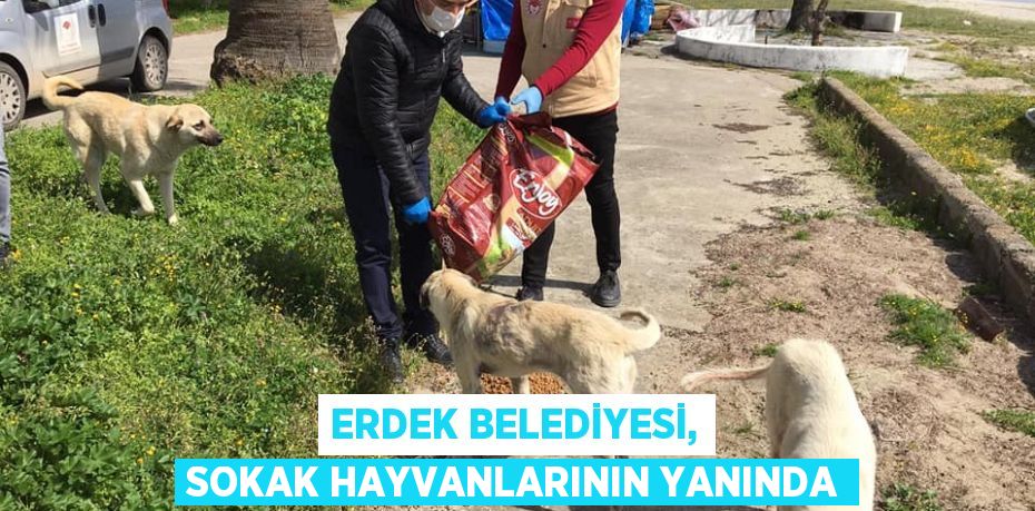 Erdek Belediyesi, sokak hayvanlarının yanında