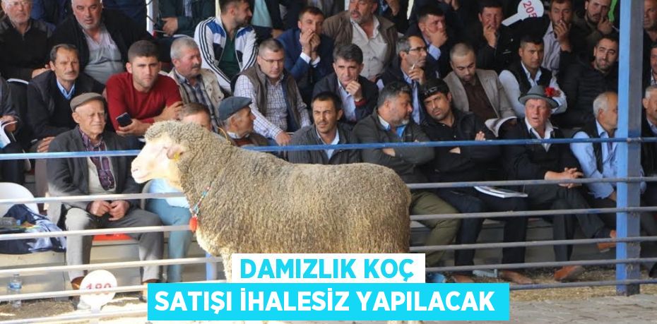 Damızlık koç satışı ihalesiz yapılacak
