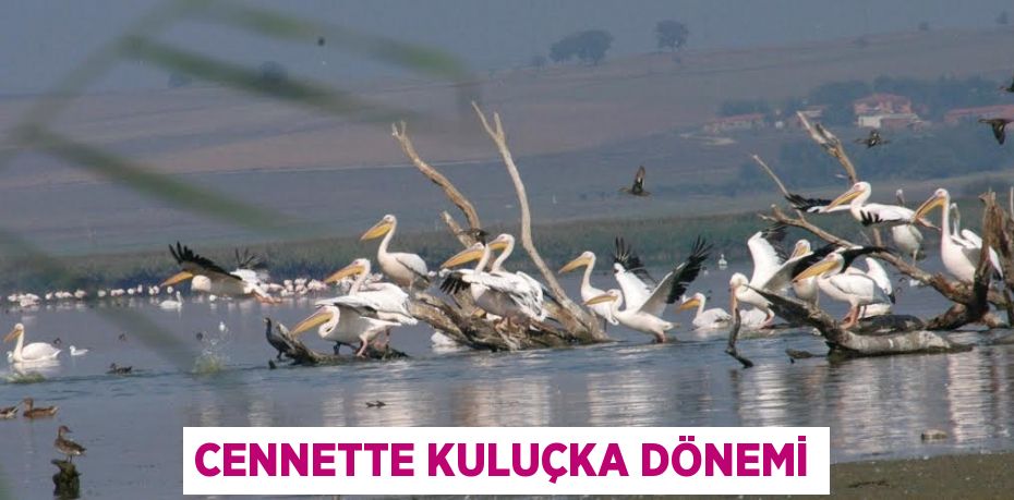 Cennette kuluçka dönemi