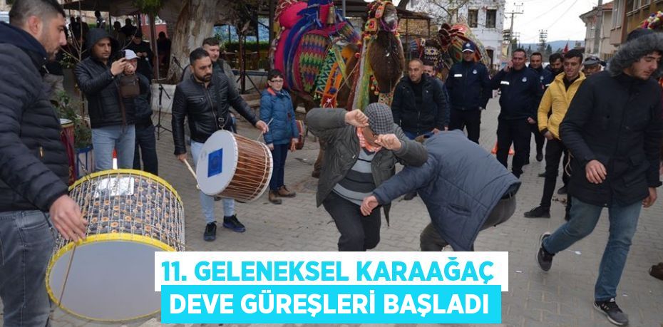 11. GELENEKSEL KARAAĞAÇ DEVE GÜREŞLERİ BAŞLADI