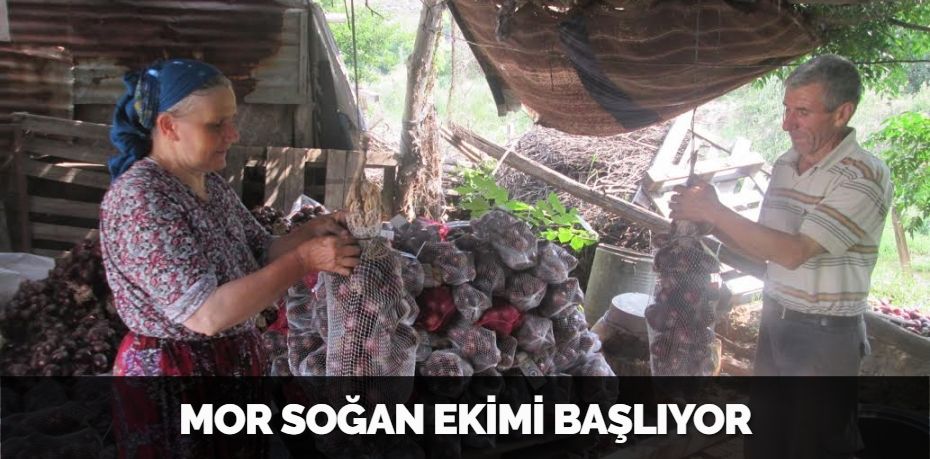 MOR SOĞAN EKİMİ BAŞLIYOR