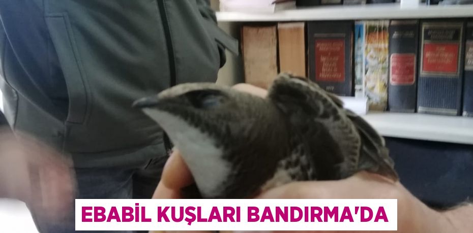 Ebabil kuşları Bandırma’da