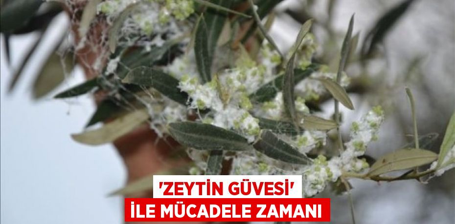 “Zeytin Güvesi” ile mücadele zamanı