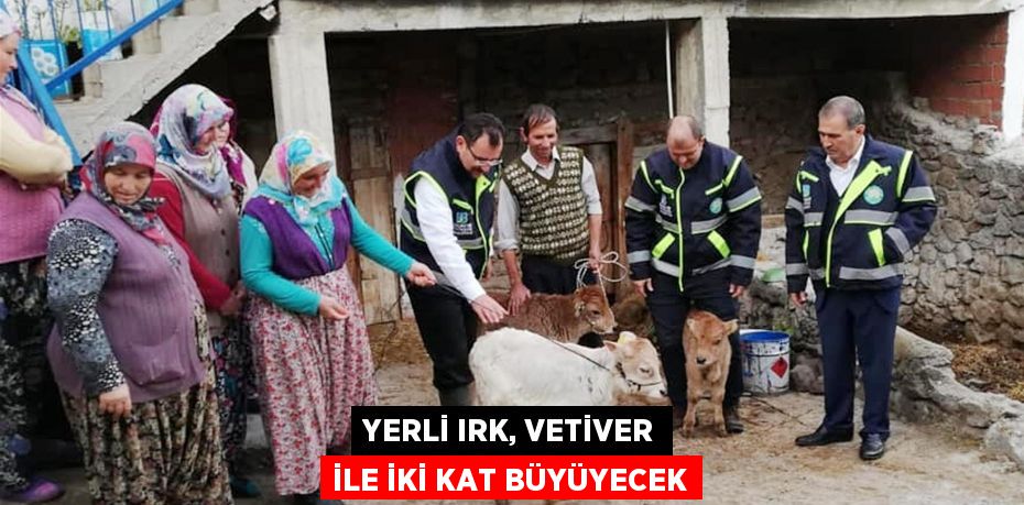 Yerli ırk, vetiver ile iki kat büyüyecek