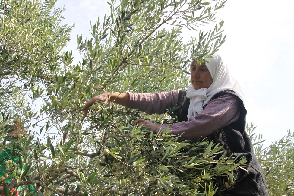 Sofralık zeytin ihracatında rekor