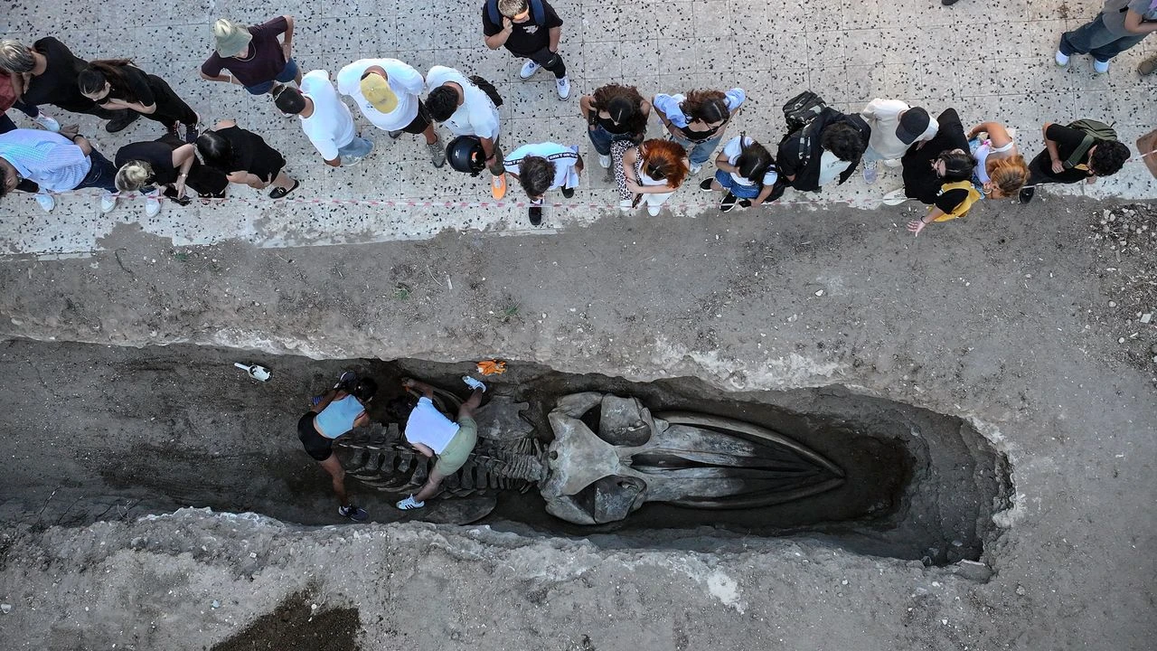 Dev balina iskeleti müzede sergilenecek